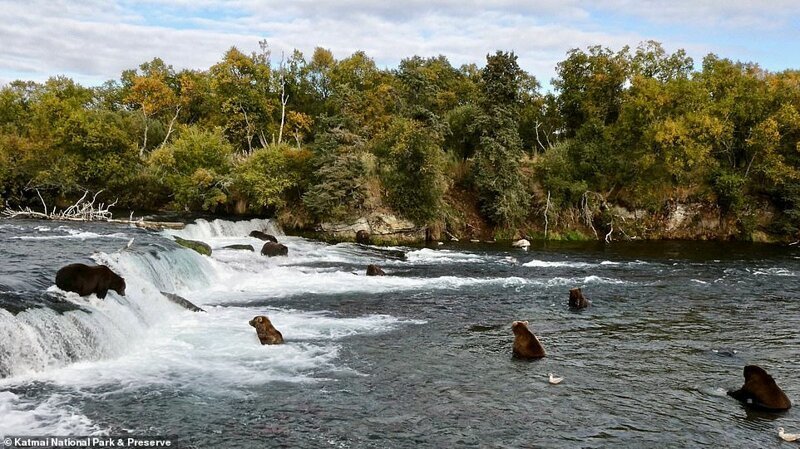 Фотография: Печальное зрелище: тощие медведи гризли в Канаде бродят в поисках еды №5 - BigPicture.ru