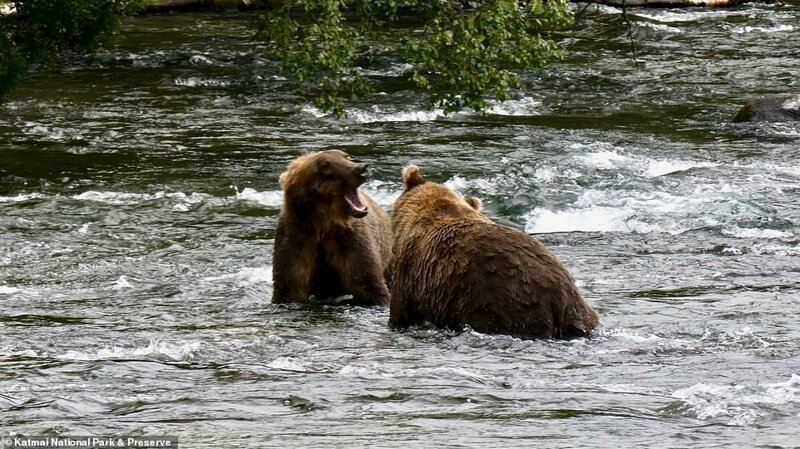 Фотография: Печальное зрелище: тощие медведи гризли в Канаде бродят в поисках еды №4 - BigPicture.ru