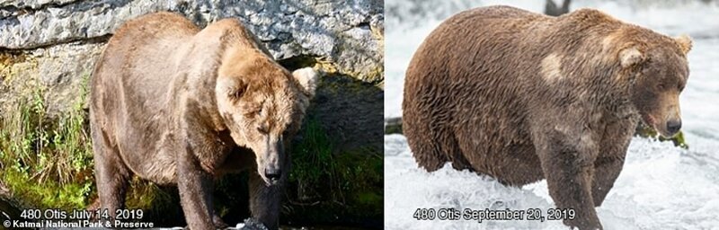 Фотография: Печальное зрелище: тощие медведи гризли в Канаде бродят в поисках еды №6 - BigPicture.ru