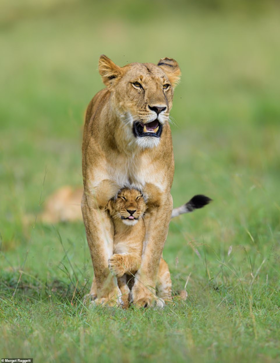 Львенок прижимается к лапам матери львицы африканская саванна