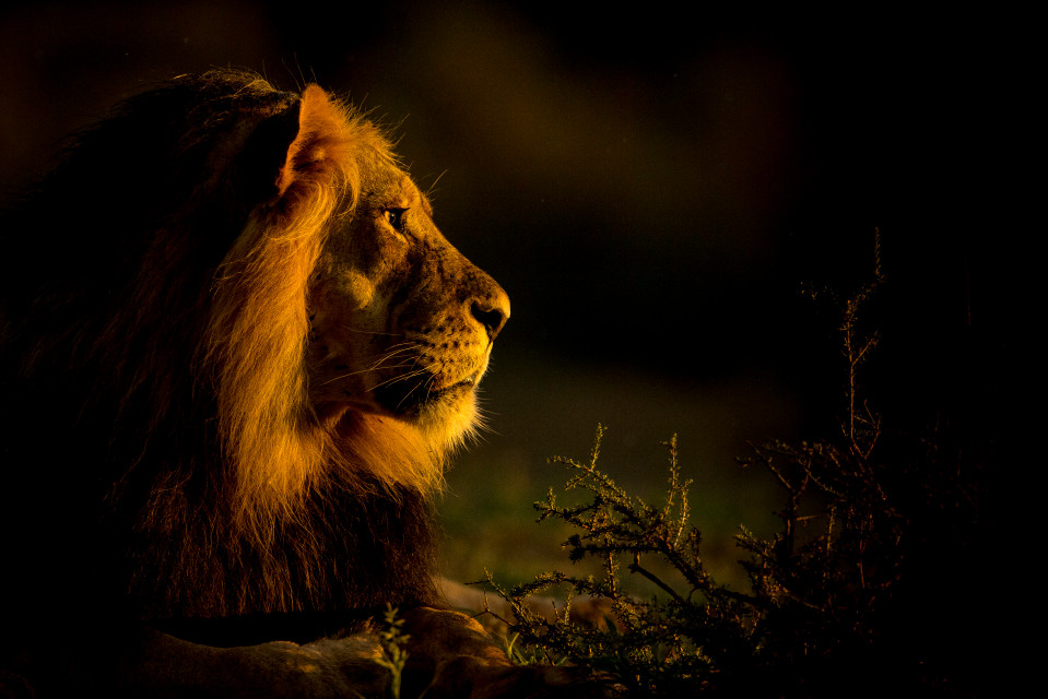 Морда льва освещена закатным солнцем парк Кгалагади Ботсвана