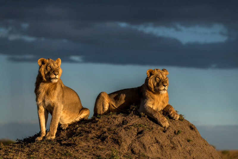 Львы в саванне Масаи Мара Кения дикая природа Африка