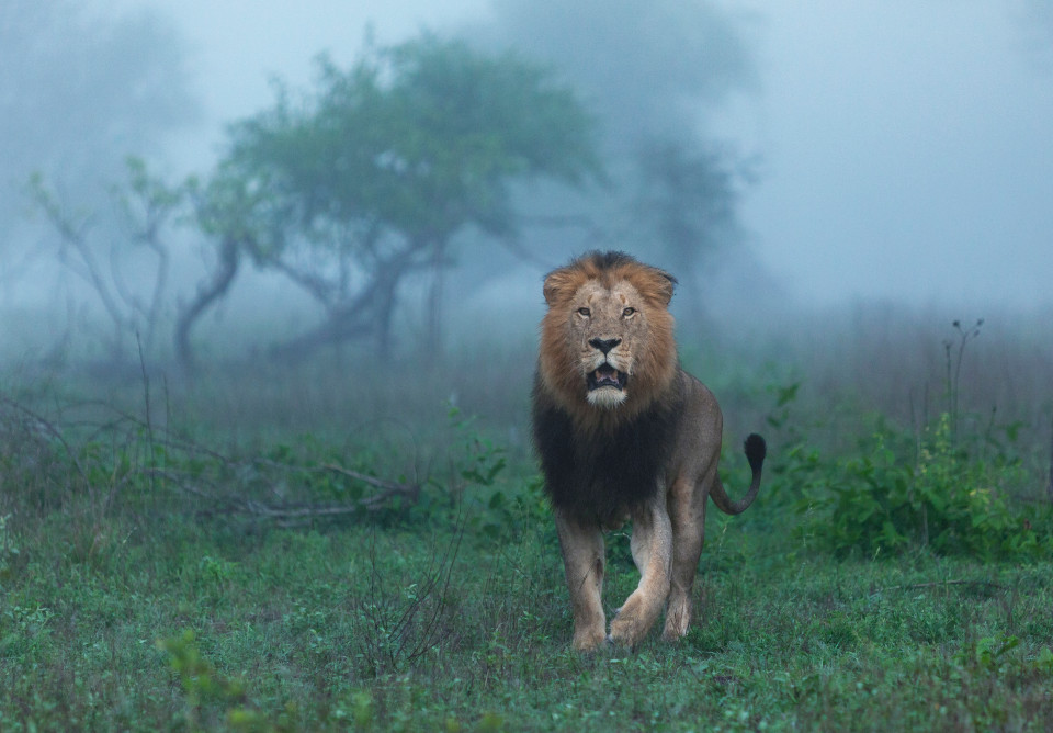Лев идет сквозь туман заповедник Лондолози Саби Санд Южная Африка