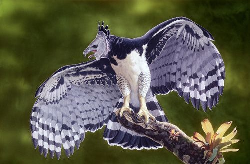 Фотография: Южноамериканская гарпия — птица, в существование которой трудно поверить №4 - BigPicture.ru