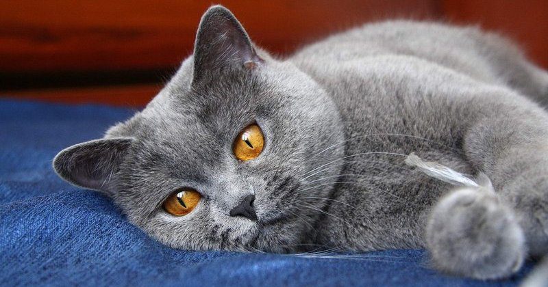 Фотография: Отдохнул в отеле: коту потребовалась медицинская помощь после бурной ночи с пятью кошками №1 - BigPicture.ru