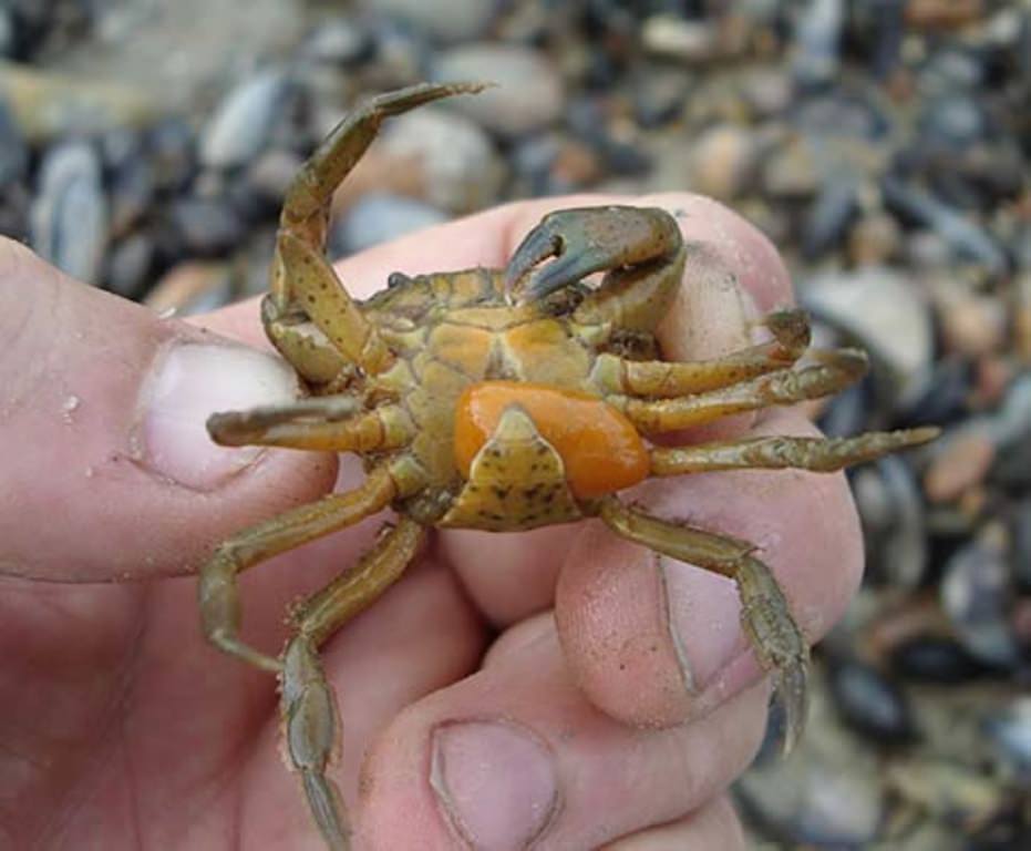 17 мерзких и немного пугающих фактов о размножении животных 17 мерзких и немного пугающих фактов о размножении животных зверушки,живность,питомцы,Животные