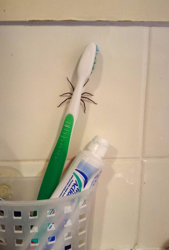 Фотография: 20 фото с огромными пауками, от которых арахнофобы будут в ужасе №2 - BigPicture.ru