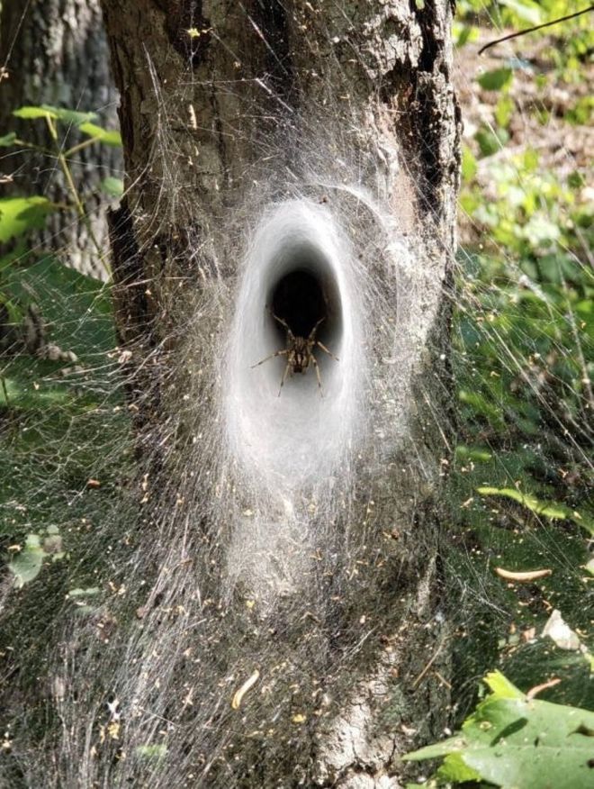 Фотография: 20 фото с огромными пауками, от которых арахнофобы будут в ужасе №3 - BigPicture.ru
