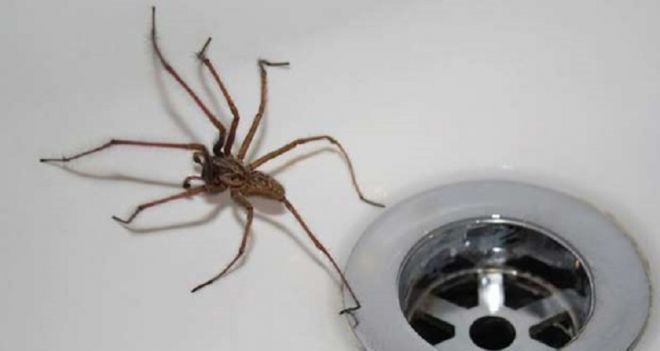 Фотография: 20 фото с огромными пауками, от которых арахнофобы будут в ужасе №7 - BigPicture.ru