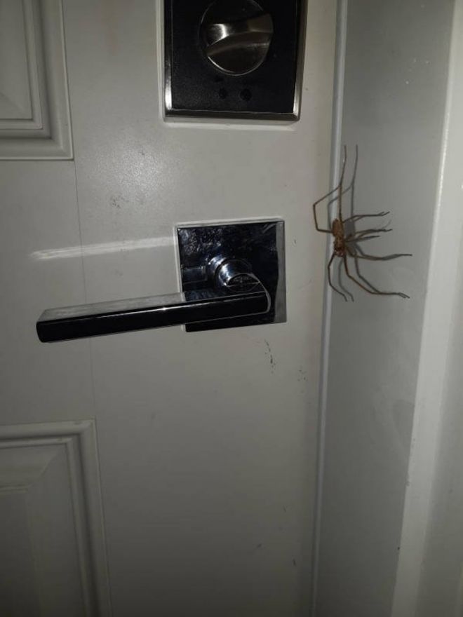 Фотография: 20 фото с огромными пауками, от которых арахнофобы будут в ужасе №8 - BigPicture.ru