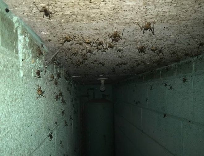 Фотография: 20 фото с огромными пауками, от которых арахнофобы будут в ужасе №13 - BigPicture.ru