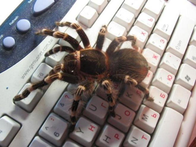 Фотография: 20 фото с огромными пауками, от которых арахнофобы будут в ужасе №15 - BigPicture.ru