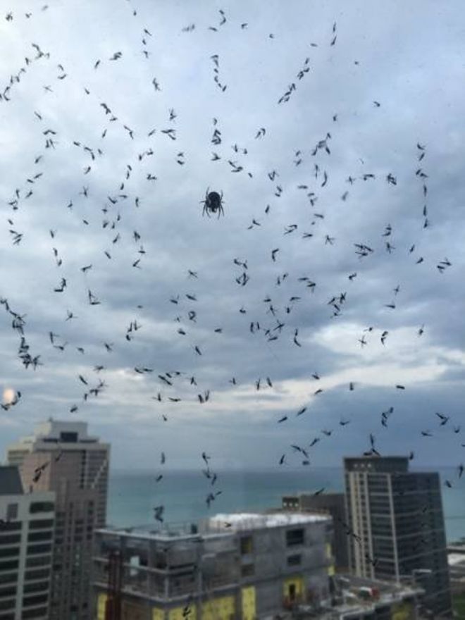 Фотография: 20 фото с огромными пауками, от которых арахнофобы будут в ужасе №16 - BigPicture.ru