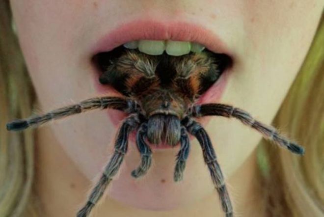 Фотография: 20 фото с огромными пауками, от которых арахнофобы будут в ужасе №21 - BigPicture.ru