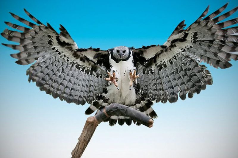 Фотография: Южноамериканская гарпия — птица, в существование которой трудно поверить №10 - BigPicture.ru