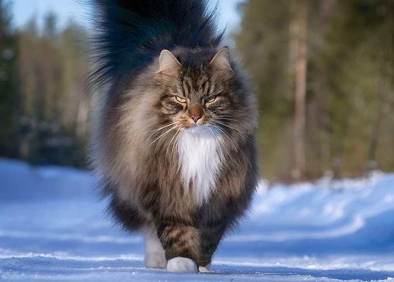 Суровые коты из Финляндии на зимних просторах » BigPicture.ru