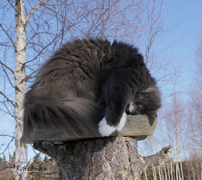 Суровые коты из Финляндии на зимних просторах