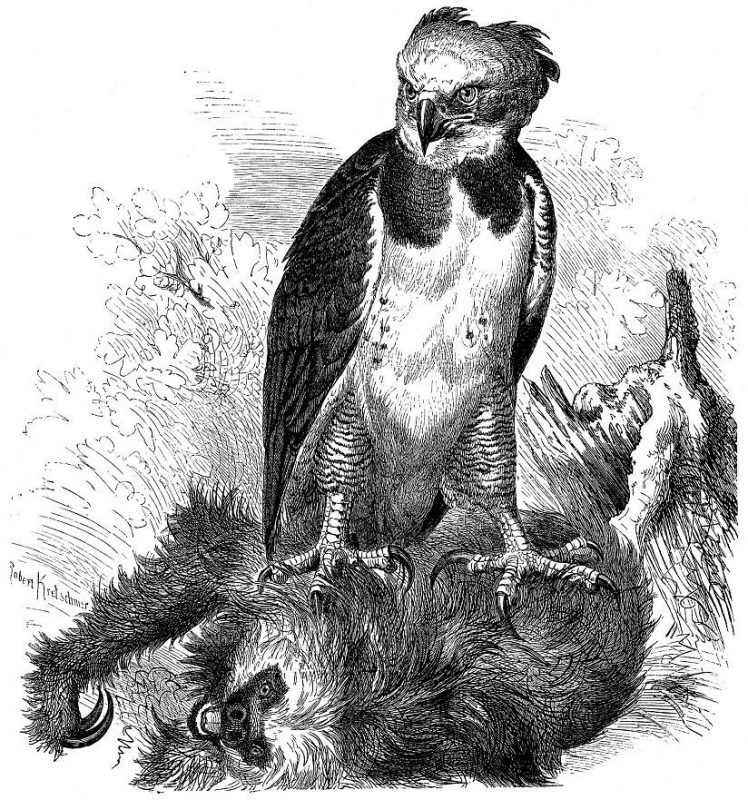 Южноамериканская гарпия — птица, в существование которой трудно поверить