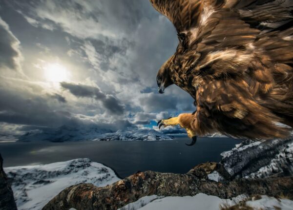 15 самых впечатляющих снимков с конкурса «Лучший фотограф дикой природы 2019»