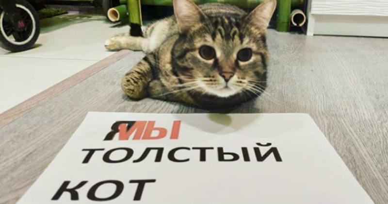 Фотография: Кот Виктор, который смог: россиянин обманул авиакомпанию и провез в салоне слишком толстого кота №1 - BigPicture.ru