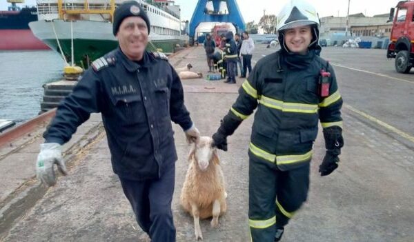 В Черном море перевернулось судно, перевозившее 14 тысяч овец