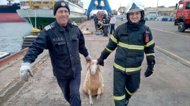 Фотография: В Черном море перевернулось судно, перевозившее 14 тысяч овец №1 - BigPicture.ru