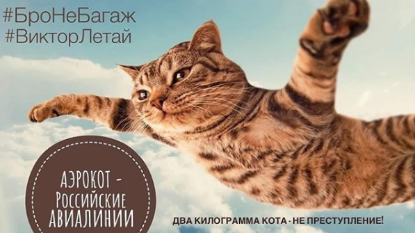 Фотография: Кот Виктор, который смог: россиянин обманул авиакомпанию и провез в салоне слишком толстого кота №7 - BigPicture.ru