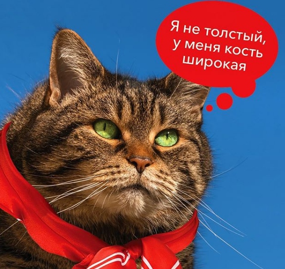 Фотография: Кот Виктор, который смог: россиянин обманул авиакомпанию и провез в салоне слишком толстого кота №8 - BigPicture.ru