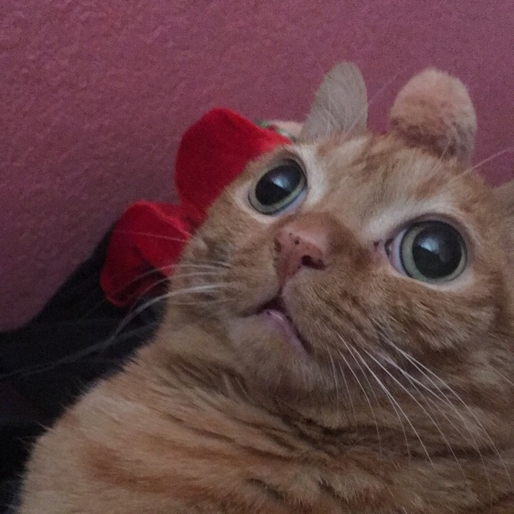 Фотография: Кошка Картошка стала новой звездой интернета, и все благодаря ее странным глазам №11 - BigPicture.ru