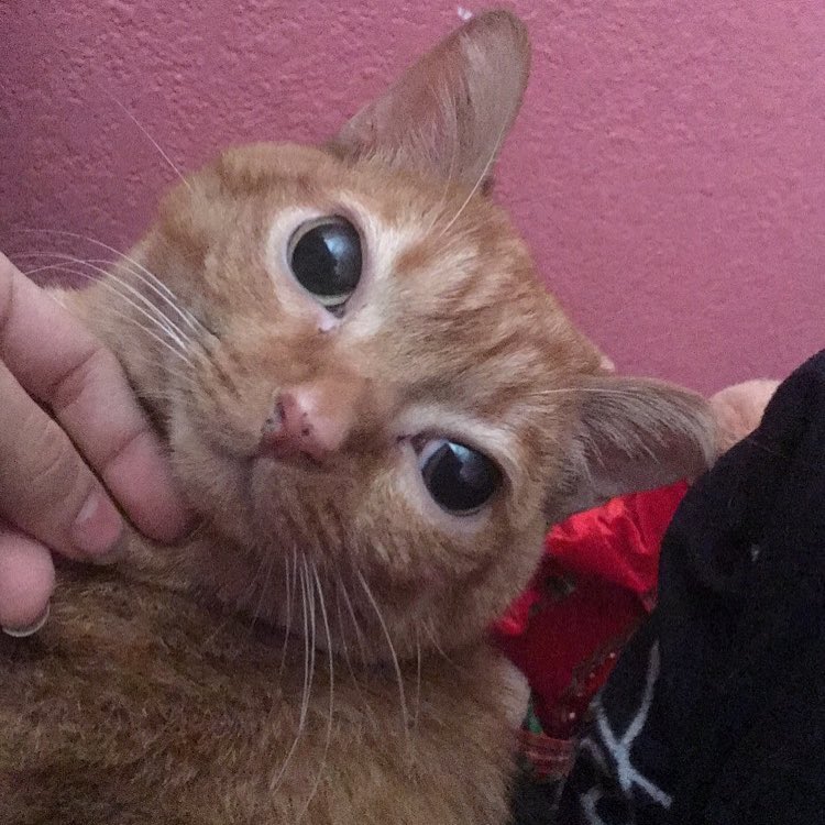 Фотография: Кошка Картошка стала новой звездой интернета, и все благодаря ее странным глазам №10 - BigPicture.ru