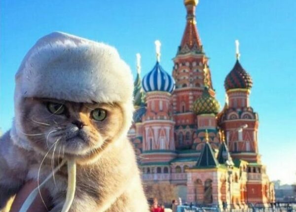 Россия – страна котов!