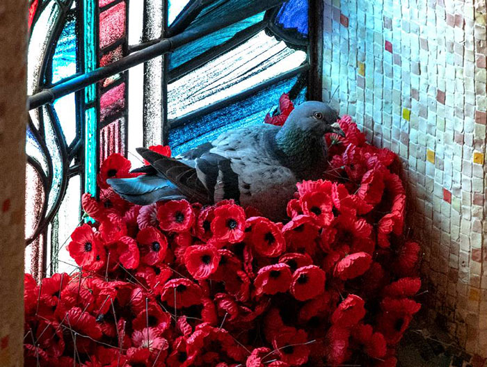 Фотография: В Австралии вандал воровал цветы с могилы неизвестного солдата... №1 - BigPicture.ru