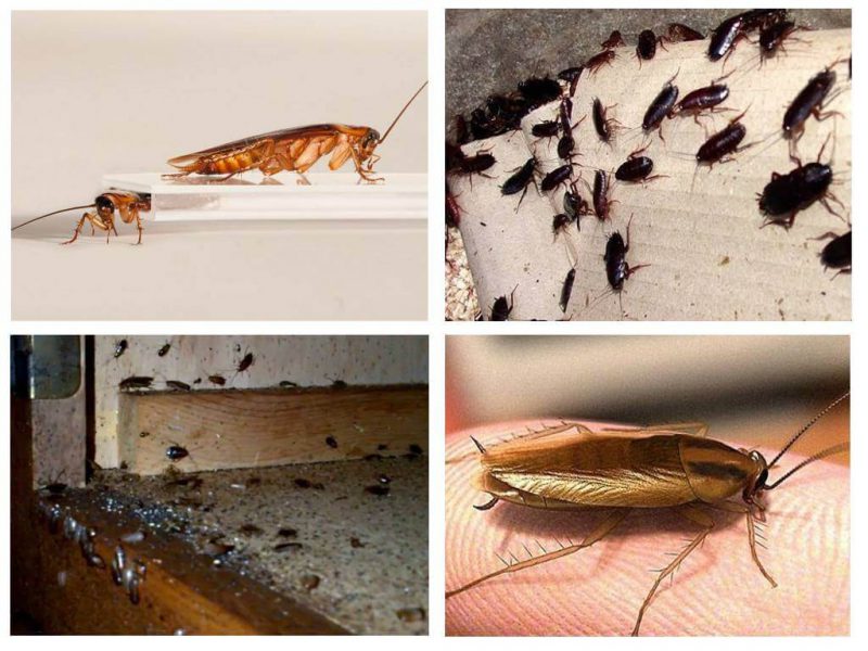 Фотография: Как бороться с тараканами? №1 - BigPicture.ru