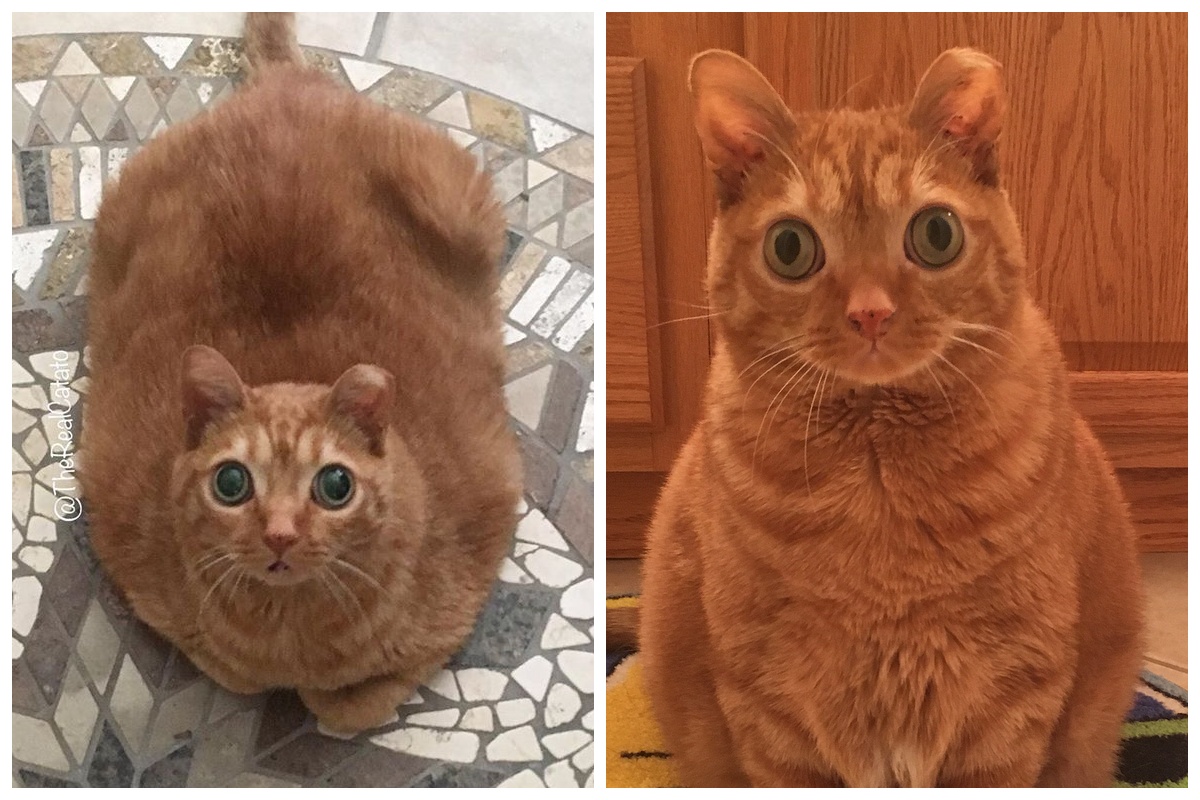 Котам можно картошку. Кот картошка. Кошка Потато. Кошка картошка с большими глазами. Кошка по кличке картошка.