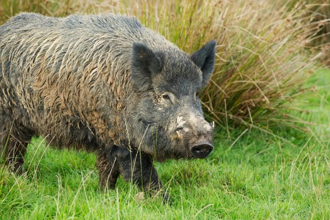 Фотография: Поросячий восторг: в Италии дикие свиньи разрыли тайник с кокаином №3 - BigPicture.ru
