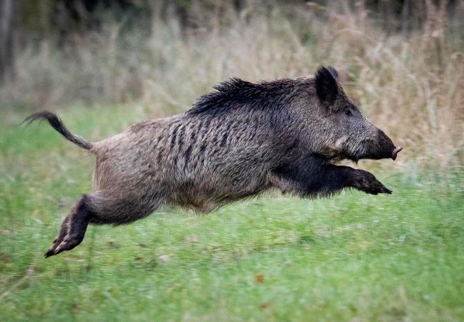 Фотография: Поросячий восторг: в Италии дикие свиньи разрыли тайник с кокаином №4 - BigPicture.ru