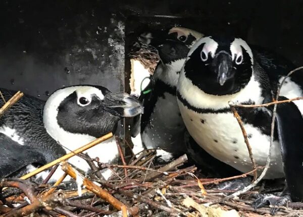 Пернатая любовь втроем: в Германии пингвинихи-лесбиянки приняли в семью одинокого самца и ждут птенцов