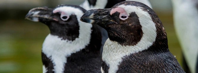 Фотография: Пернатая любовь втроем: в Германии пингвинихи-лесбиянки приняли в семью одинокого самца и ждут птенцов №3 - BigPicture.ru
