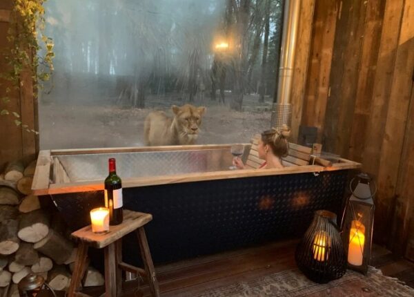 Дикая ночка: в Кенте открылся потрясающий отель, где можно отдохнуть по соседству со львами