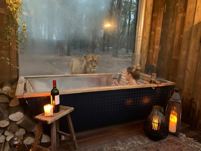 Фотография: Дикая ночка: в Кенте открылся потрясающий отель, где можно отдохнуть по соседству со львами №1 - BigPicture.ru