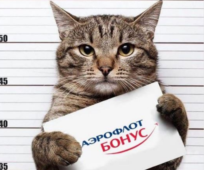 Фотография: Кот Виктор, который смог: россиянин обманул авиакомпанию и провез в салоне слишком толстого кота №9 - BigPicture.ru