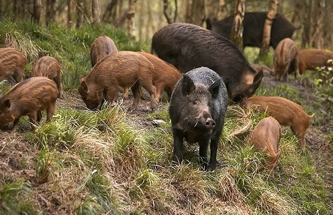 Фотография: Поросячий восторг: в Италии дикие свиньи разрыли тайник с кокаином №1 - BigPicture.ru