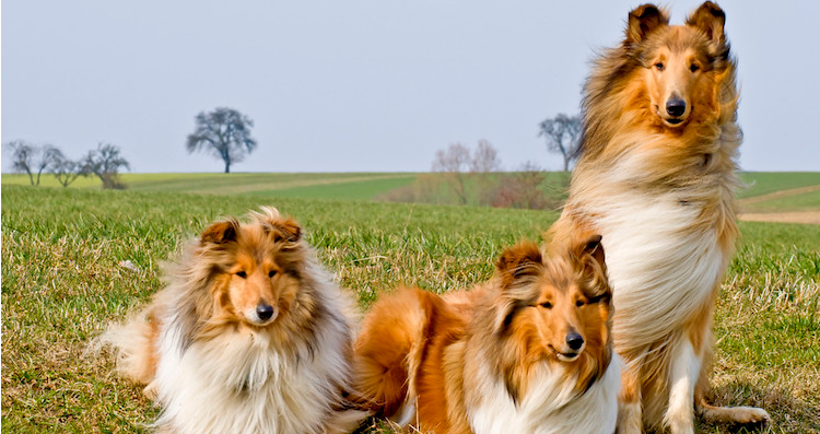 Фотография: Тест: Хорошо ли вы разбираетесь в породах собак? №1 - BigPicture.ru