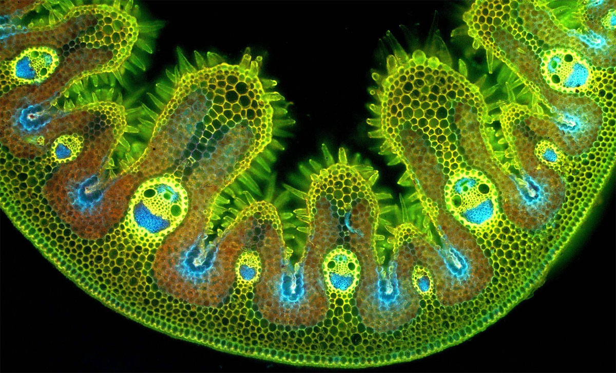 Триходерма фото под микроскопом