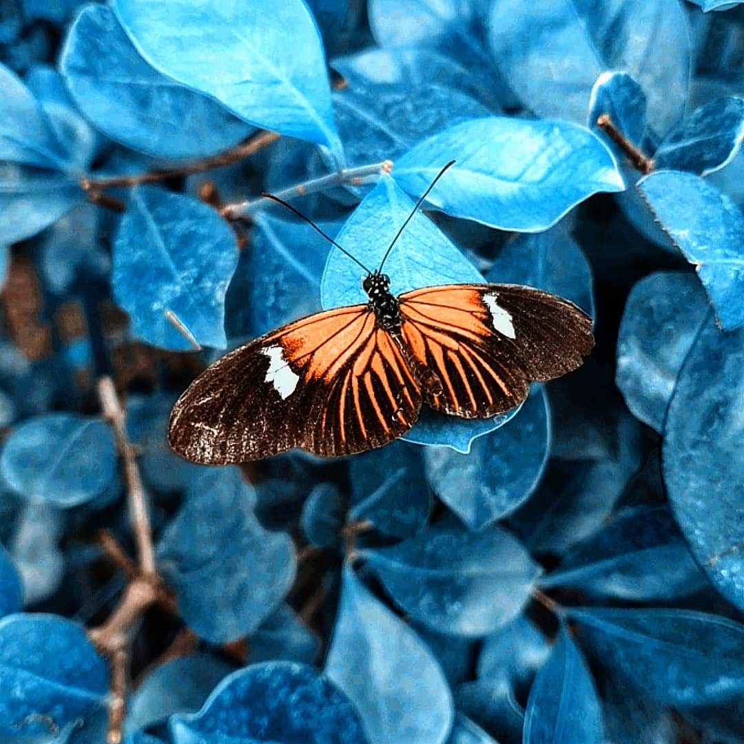 Фотография: Волшебство макрофотографии: прекрасные цветы и насекомые в объективе Кайла ван Бавела №20 - BigPicture.ru