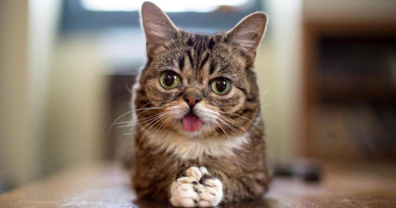 Фотография: Умерла кошка Лил Баб, умилявшая миллионы пользователей своей мордочкой №1 - BigPicture.ru