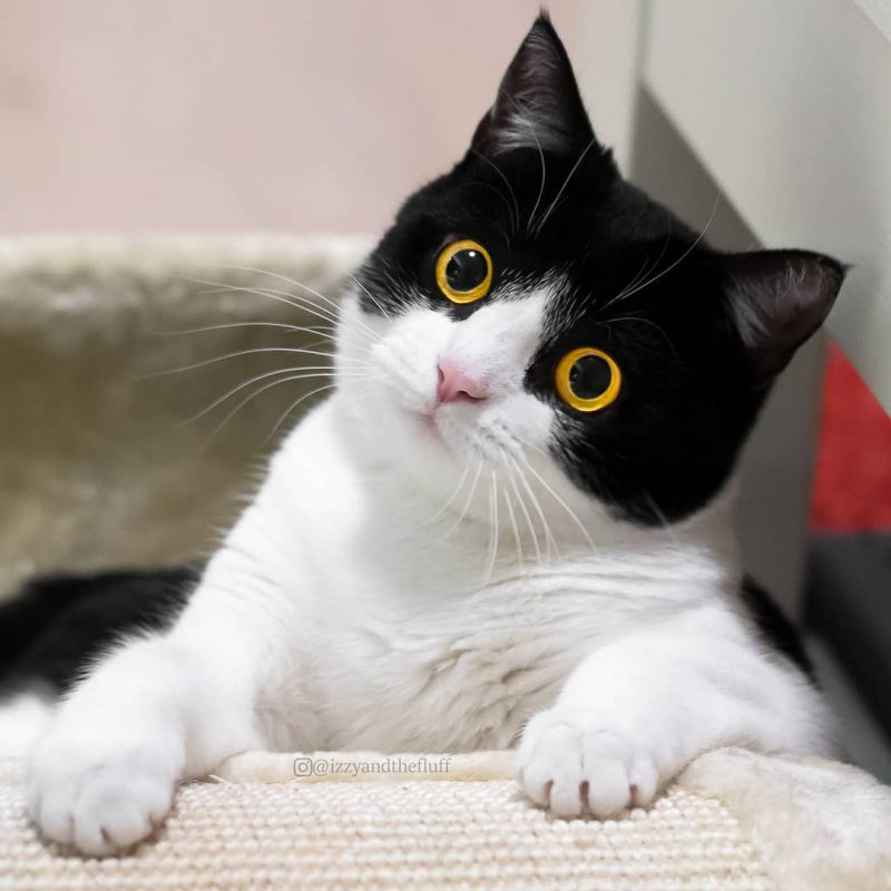 Фотография: Эти глаза напротив: кот Иззи, от взгляда которого невозможно оторваться №2 - BigPicture.ru