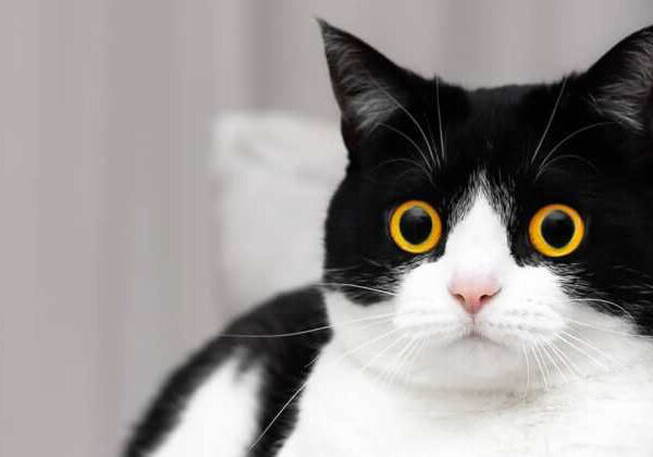 Эти глаза напротив: кот Иззи, от взгляда которого невозможно оторваться