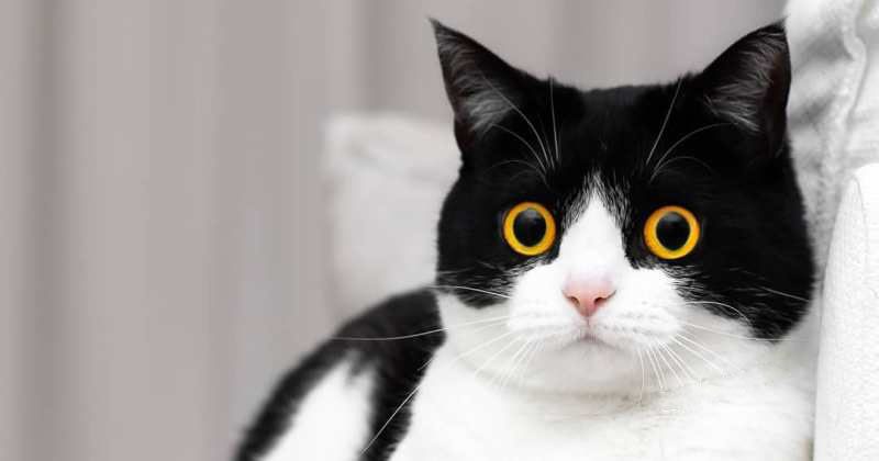 Фотография: Эти глаза напротив: кот Иззи, от взгляда которого невозможно оторваться №1 - BigPicture.ru