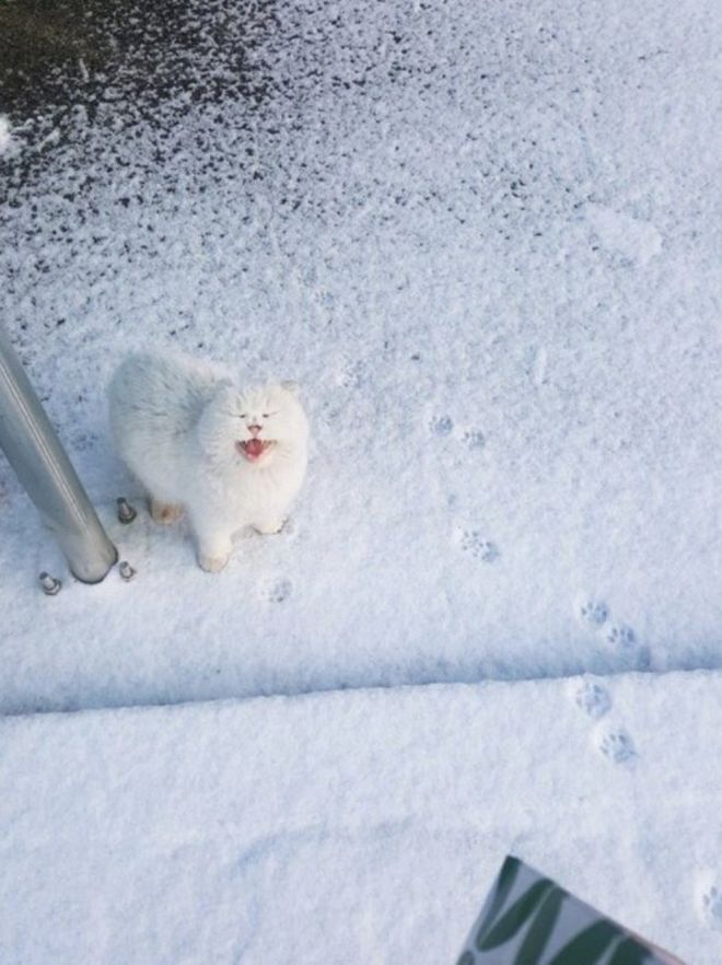 Фотография: Реакция кошек на первый снег: 25 фото, которые поднимут вам настроение №11 - BigPicture.ru